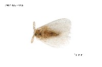 藏品(毒蛾科)的圖片